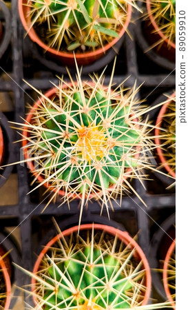 植物拼图 植物拼图 89059910