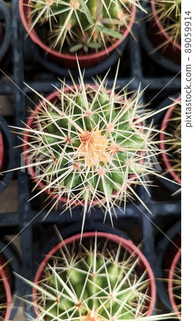 植物拼图 植物拼图 89059914