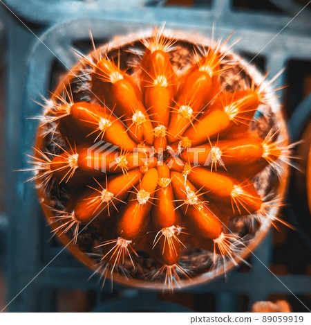 植物拼图 植物拼图 89059919