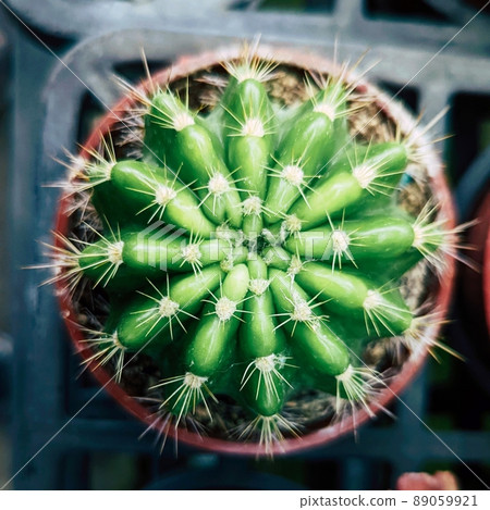 植物拼图 植物拼图 89059921