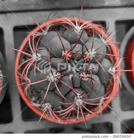 植物拼图 植物拼图 89059930