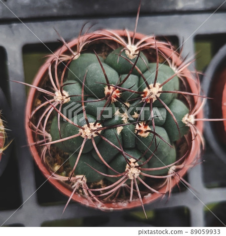 植物拼图 植物拼图 89059933