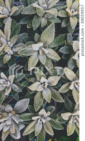 植物拼图 植物拼图 89059957