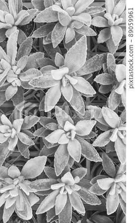 植物拼图 植物拼图 89059961