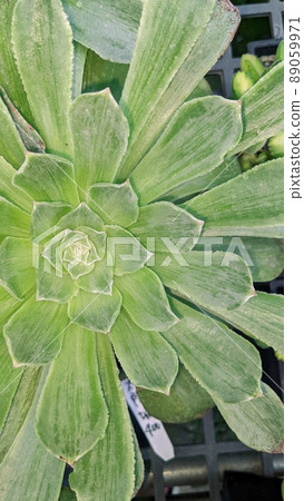 植物拼图 植物拼图 89059971