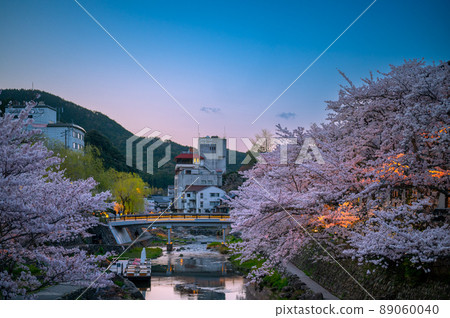 長門湯本溫泉在春天的傍晚有美麗的櫻花 長門湯本溫泉在春天的傍晚有美麗的櫻花 89060040