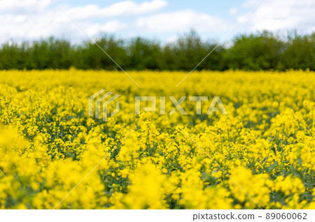 Rapeseed fields during spring 89060062