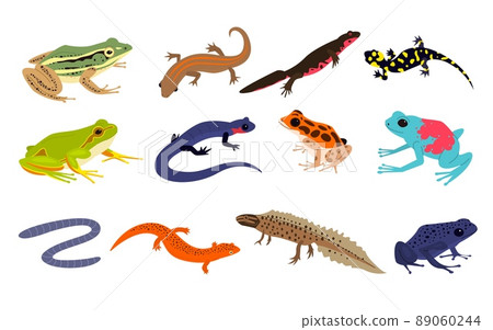 Tropical amphibian. Different frogs and lizards breed, toad and chameleon various colors, salamander, newt and triton, terrarium inhabitants, rainforest animal exotic reptiles, vector set Tropical amphibian. Different frogs and lizards breed, toad and chameleon various colors, salamander, newt and triton, terrarium inhabitants, rainforest animal exotic reptiles, vector set 89060244