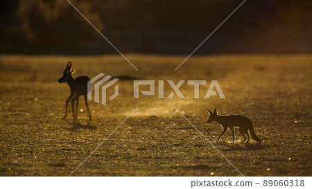 Black backed jackal and Springbok in Kgalagadi transfrontier park, South Africa 89060318