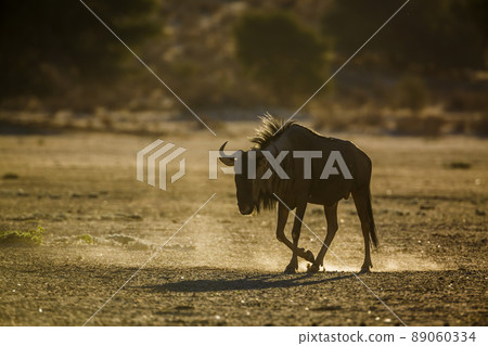Blue wildebeest in Kgalagadi transfrontier park, South Africa 89060334