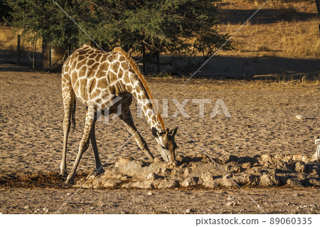 Giraffes in Kgalagadi transfrontier park, South Africa Giraffes in Kgalagadi transfrontier park, South Africa 89060335
