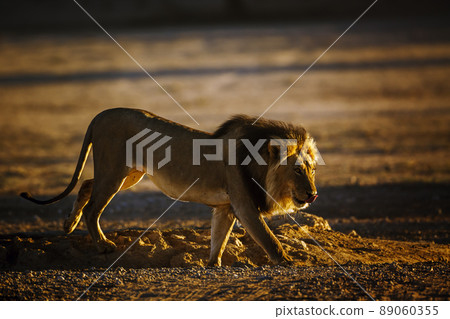 African lion in Kgalagadi transfrontier park, South Africa African lion in Kgalagadi transfrontier park, South Africa 89060355