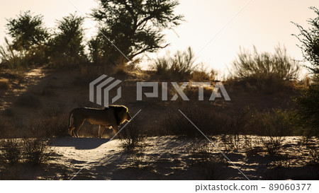 African lion in Kgalagadi transfrontier park, South Africa 89060377