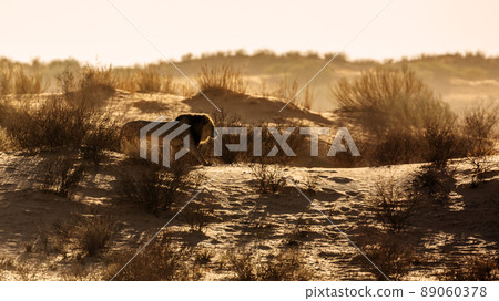 African lion in Kgalagadi transfrontier park, South Africa 89060378