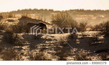 African lion in Kgalagadi transfrontier park, South Africa 89060379