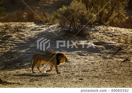 African lion in Kgalagadi transfrontier park, South Africa 89060382