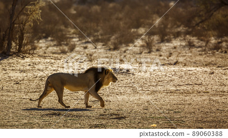 African lion in Kgalagadi transfrontier park, South Africa 89060388
