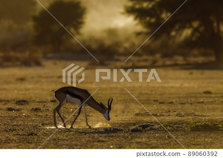 Springbok in Kgalagadi transfrontier park, South Africa 89060392