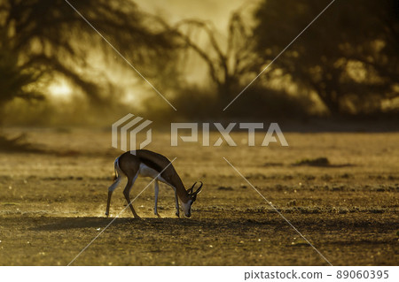 Springbok in Kgalagadi transfrontier park, South Africa Springbok in Kgalagadi transfrontier park, South Africa 89060395