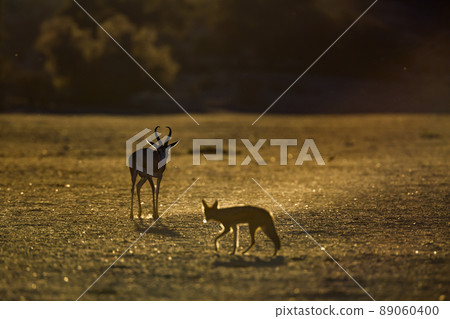 Black backed jackal and Springbok in Kgalagadi transfrontier park, South Africa 89060400