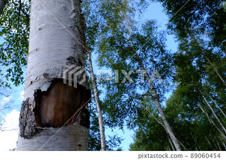 White birch forest 89060454