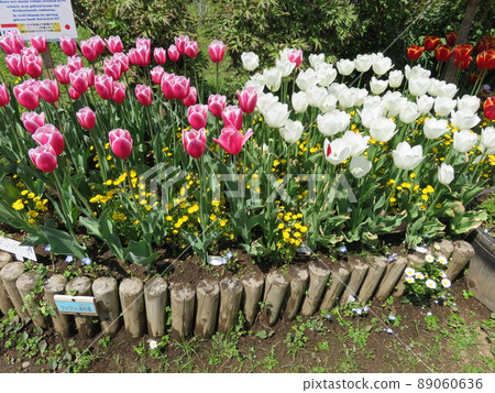 Flowerbed with tulips in bloom Flowerbed with tulips in bloom 89060636