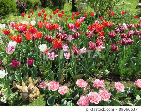 Flowerbed with tulips in bloom Flowerbed with tulips in bloom 89060637