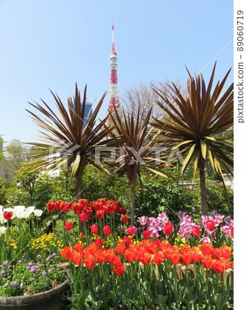 Flowerbed with tulips in bloom 89060719