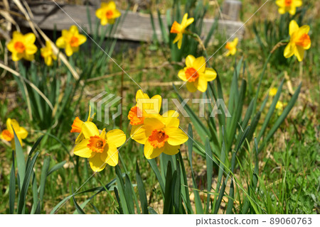 Roadside daffodils 89060763