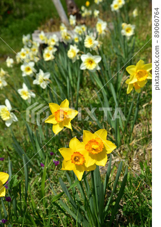 Roadside daffodils 89060764