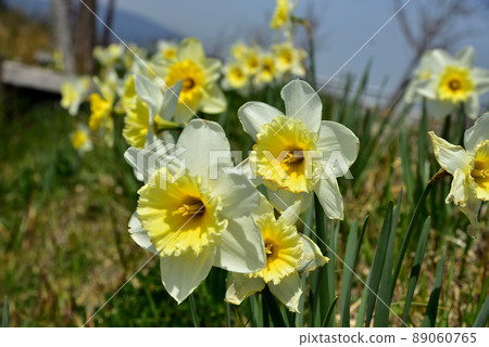 Roadside daffodils 89060765