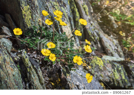 Close up of yellow flower Silverweed (Potentilla arctica) grows from a stone. Mountain flowers postcard. Altai Mountains. Siberia. Close up of yellow flower Silverweed (Potentilla arctica) grows from a stone. Mountain flowers postcard. Altai Mountains. Siberia. 89061267