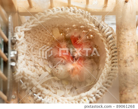 Just hatched three canary chicks from an egg in the nest. Spring replenishment in the family. Breeding of songbirds at home. 89061268