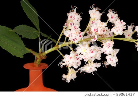 Horse chestnut flower in a vase on a black background 89061437