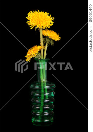 dandelion flowers in a vase on a black background dandelion flowers in a vase on a black background 89061440