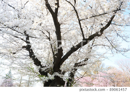 Photographs, cherry blossoms, Yoshino cherry tree in a park over 100 years old Photographs, cherry blossoms, Yoshino cherry tree in a park over 100 years old 89061457