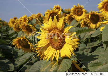 agriculture field with lots of sunflowers during flowering 89061866