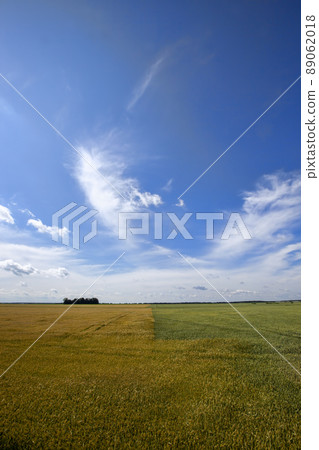 an agricultural field where cereal wheat is grown 89062018