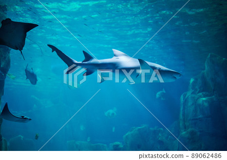 Big shark swim in blue water under light Big shark swim in blue water under light 89062486