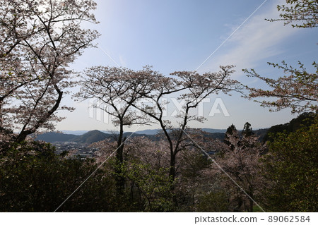 櫻花風景 櫻花風景 89062584