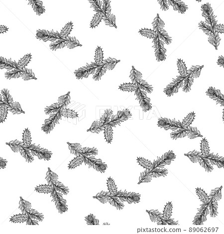 Bristlecone pine cones and branches 89062697