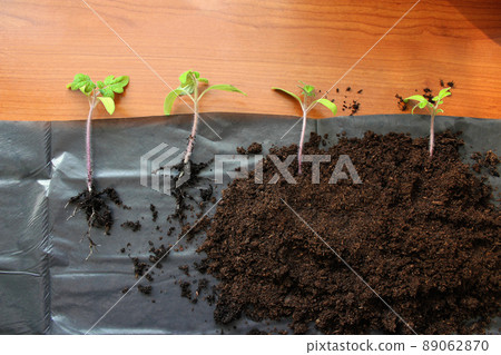 New way to germinate tomatoes. Space saving tomatoes seedlings method. New way to germinate tomatoes. Space saving tomatoes seedlings method. 89062870