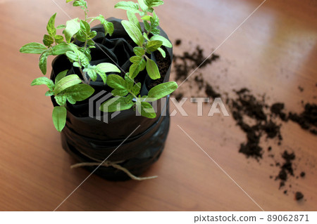 New way to germinate tomatoes. Space saving tomatoes seedlings method. New way to germinate tomatoes. Space saving tomatoes seedlings method. 89062871