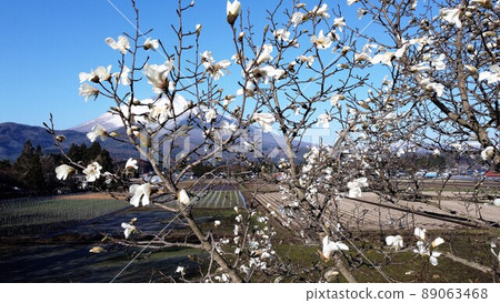 Fist cherry blossoms and Mt. Iwate 2 89063468
