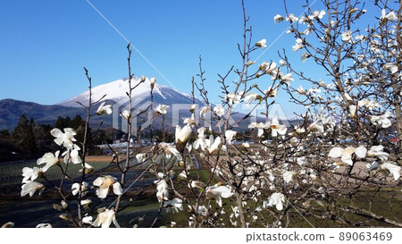 Fist cherry blossoms and Mt. Iwate 3 89063469