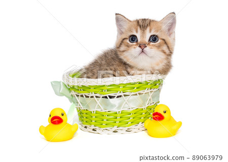 Small British kitten in a basket 89063979