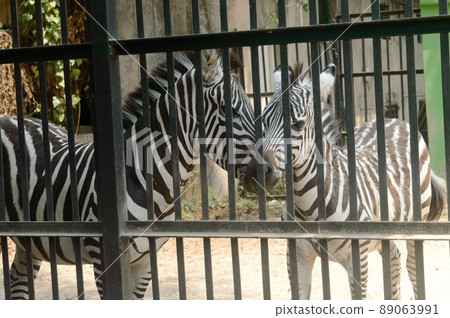 Animals in captivity. White stripes zebra inside the cage in Alipur Zoological Garden, Kolkata, West Bengal, India South Asia. Animals in captivity. White stripes zebra inside the cage in Alipur Zoological Garden, Kolkata, West Bengal, India South Asia. 89063991