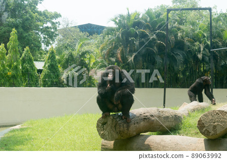 The wild chimpanzee (Pan troglodytes) Babu chimp, endangered species of great ape sitting on a Tree trunk at Alipur Zoological Garden, Kolkata, West Bengal, India South Asia The wild chimpanzee (Pan troglodytes) Babu chimp, endangered species of great ape sitting on a Tree trunk at Alipur Zoological Garden, Kolkata, West Bengal, India South Asia 89063992