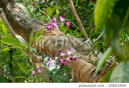 Weeping fig Tree Ficus benjamina, also called weeping fig, benjamin fig or ficus tree. Flower figs on Tree trunk are eaten by birds. Alipur Zoological Garden, Kolkata, West Bengal, India South Asia Weeping fig Tree Ficus benjamina, also called weeping fig, benjamin fig or ficus tree. Flower figs on Tree trunk are eaten by birds. Alipur Zoological Garden, Kolkata, West Bengal, India South Asia 89063994