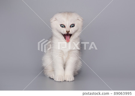 Small Scottish kitten grimaces and meows 89063995